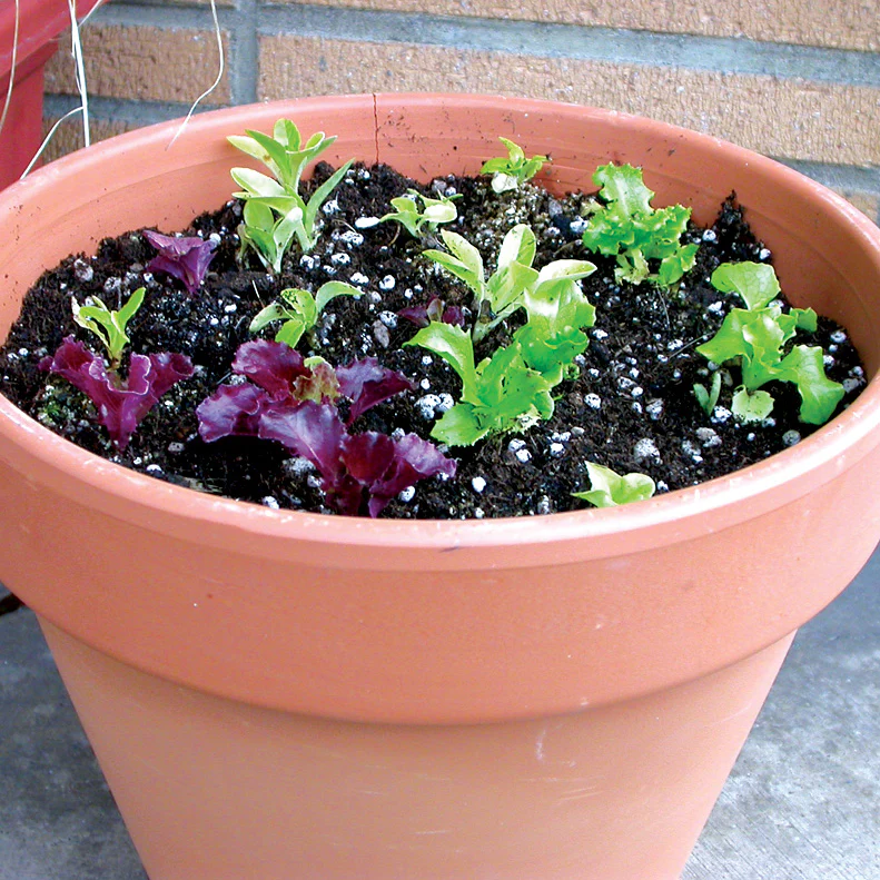 Pot & Patio Blend Lettuce - Image 4