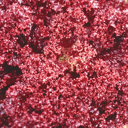 Revolution Lettuce - Image 2
