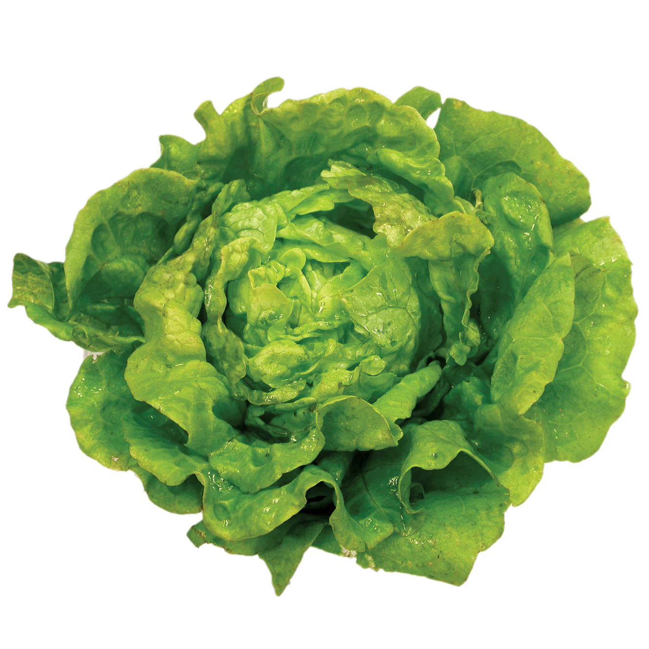 Tom Thumb Lettuce - Image 2