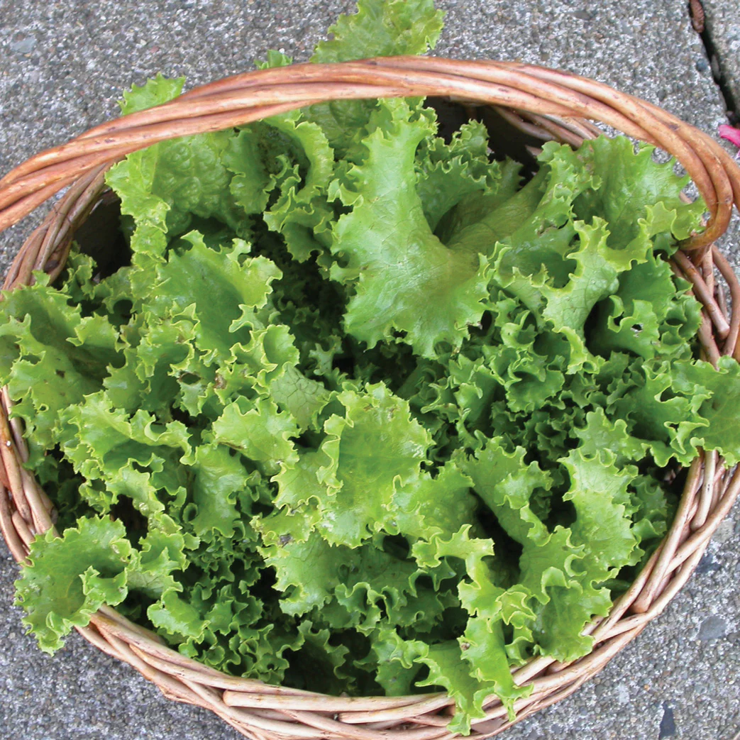 Two Star Lettuce - Image 2