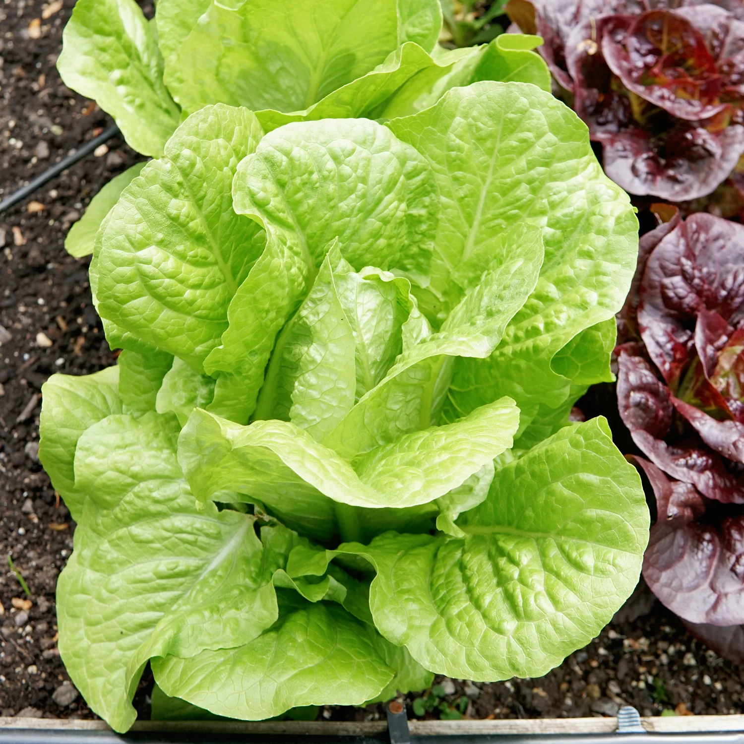 Valmaine Lettuce - Image 2