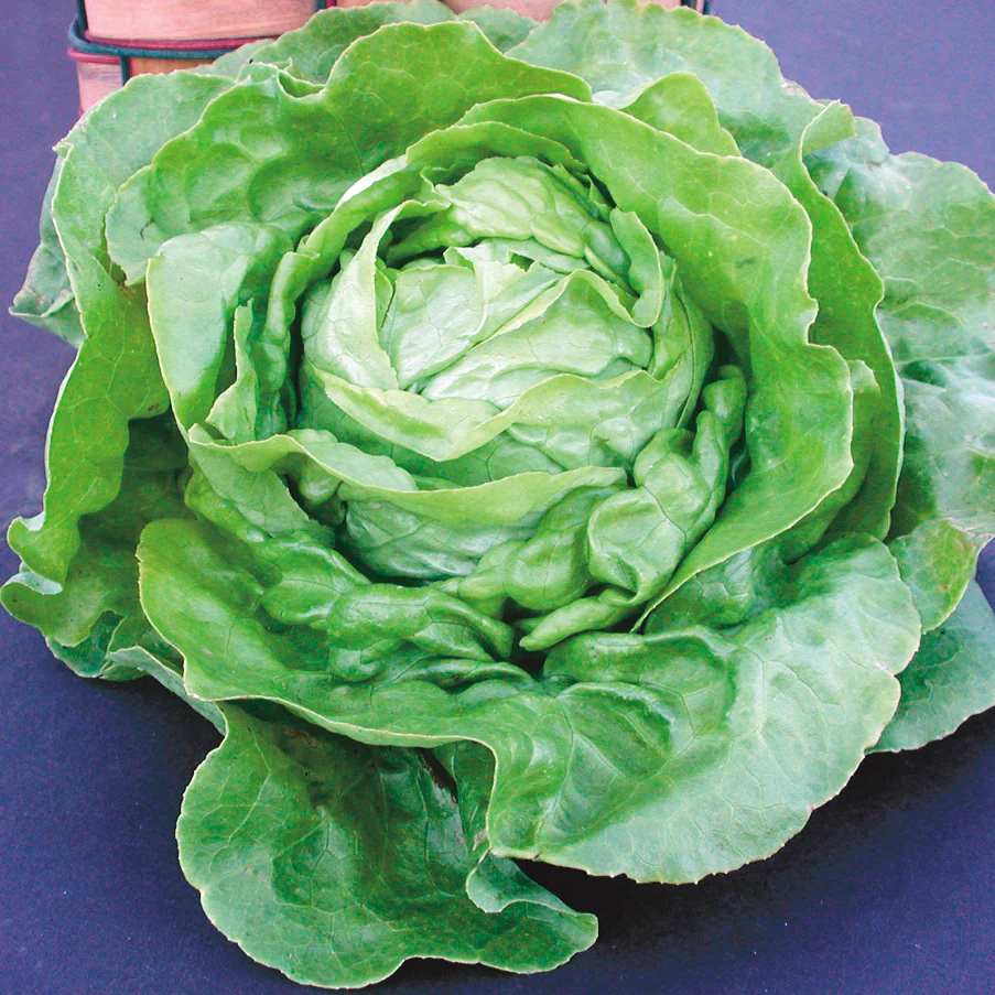 Victoria Lettuce - Image 2