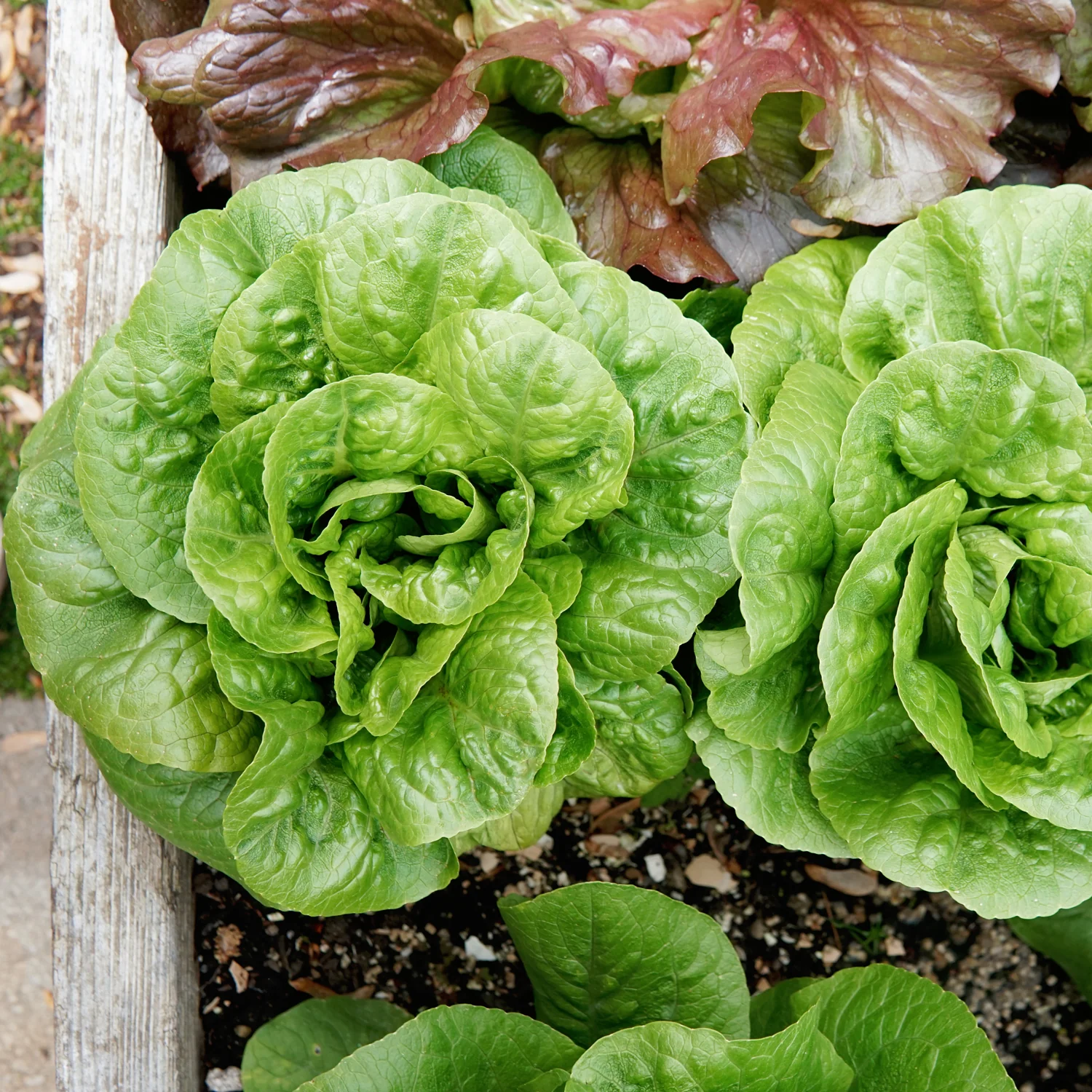 Winter Density Lettuce - Image 2