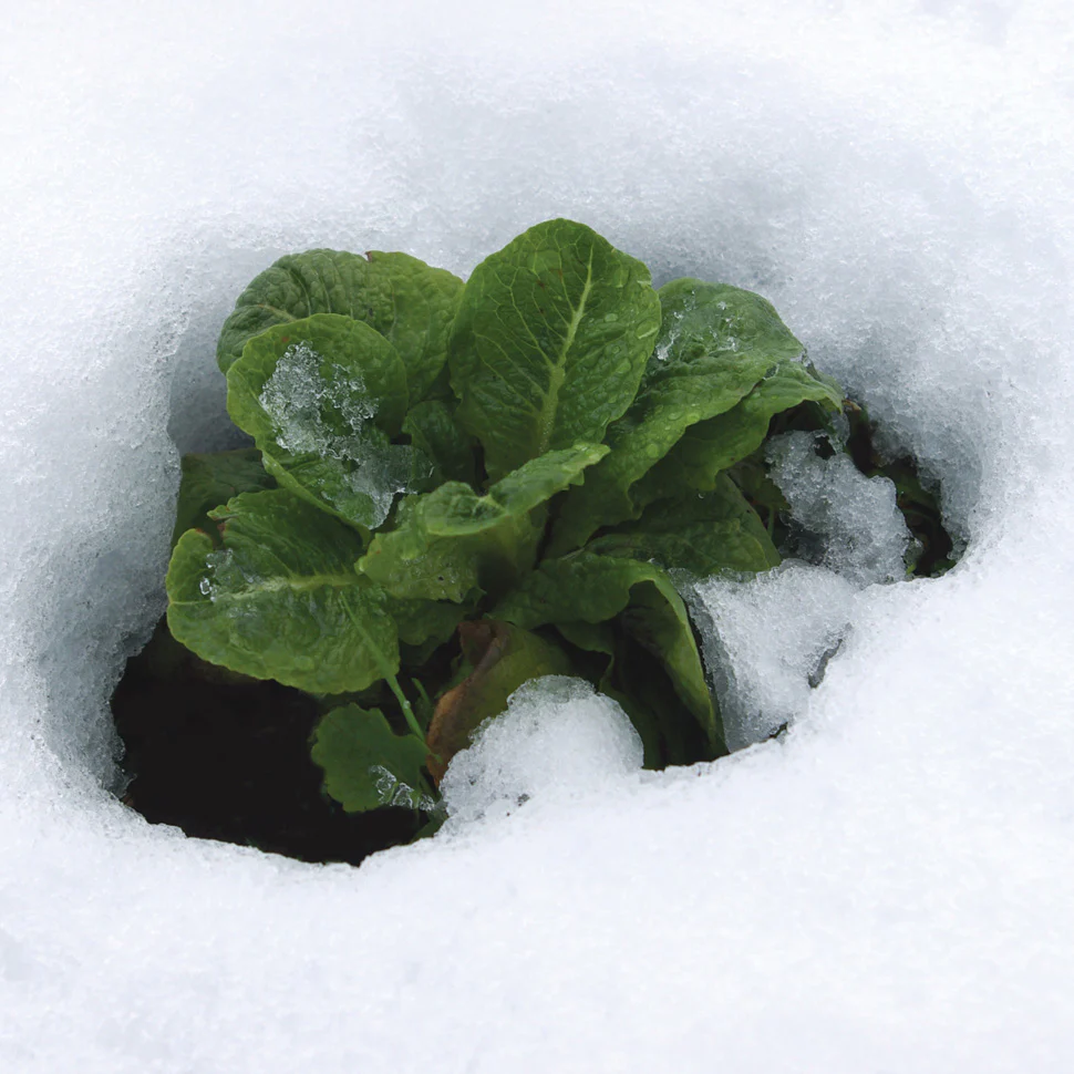 Winter Density Lettuce - Image 3