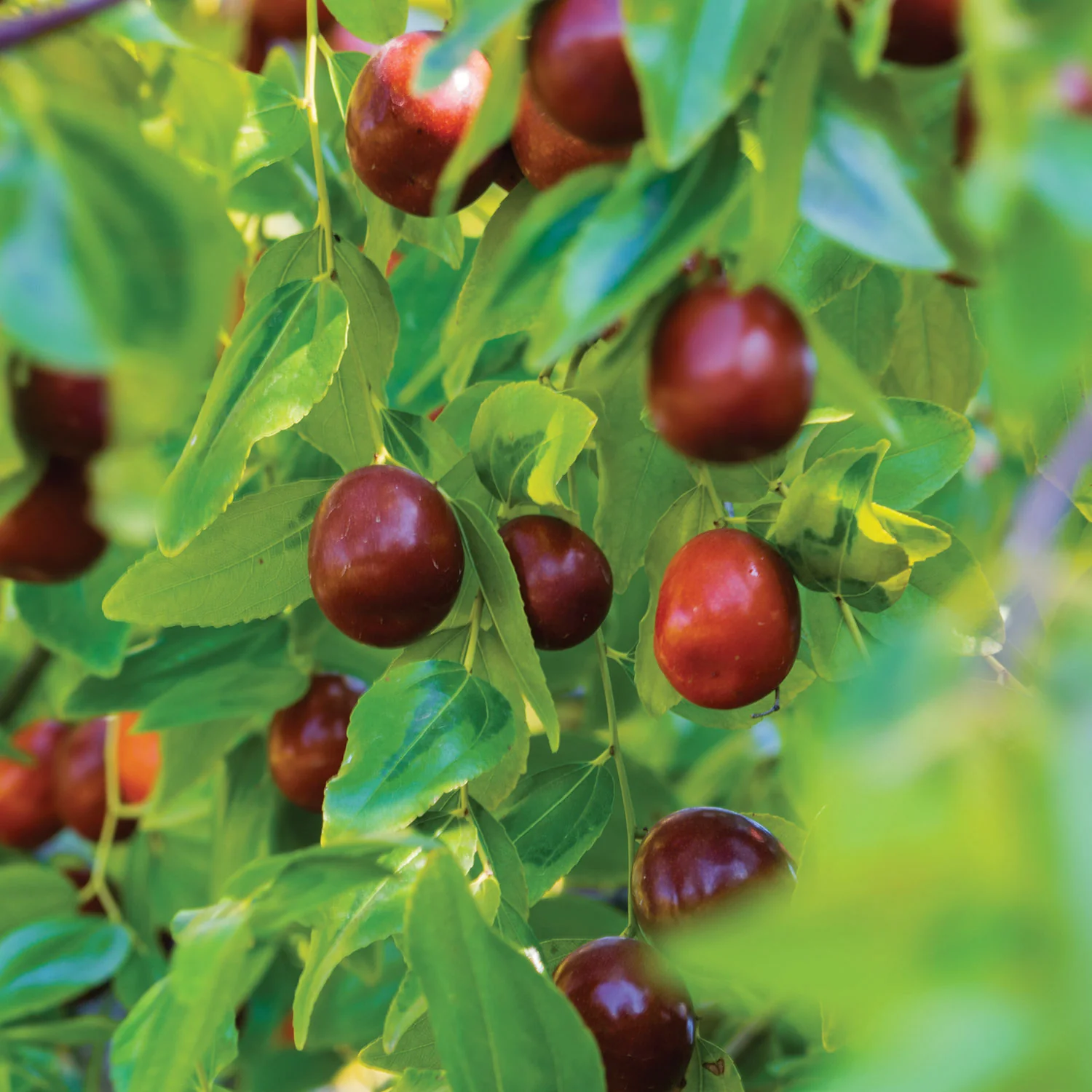 Li Jujube Plant