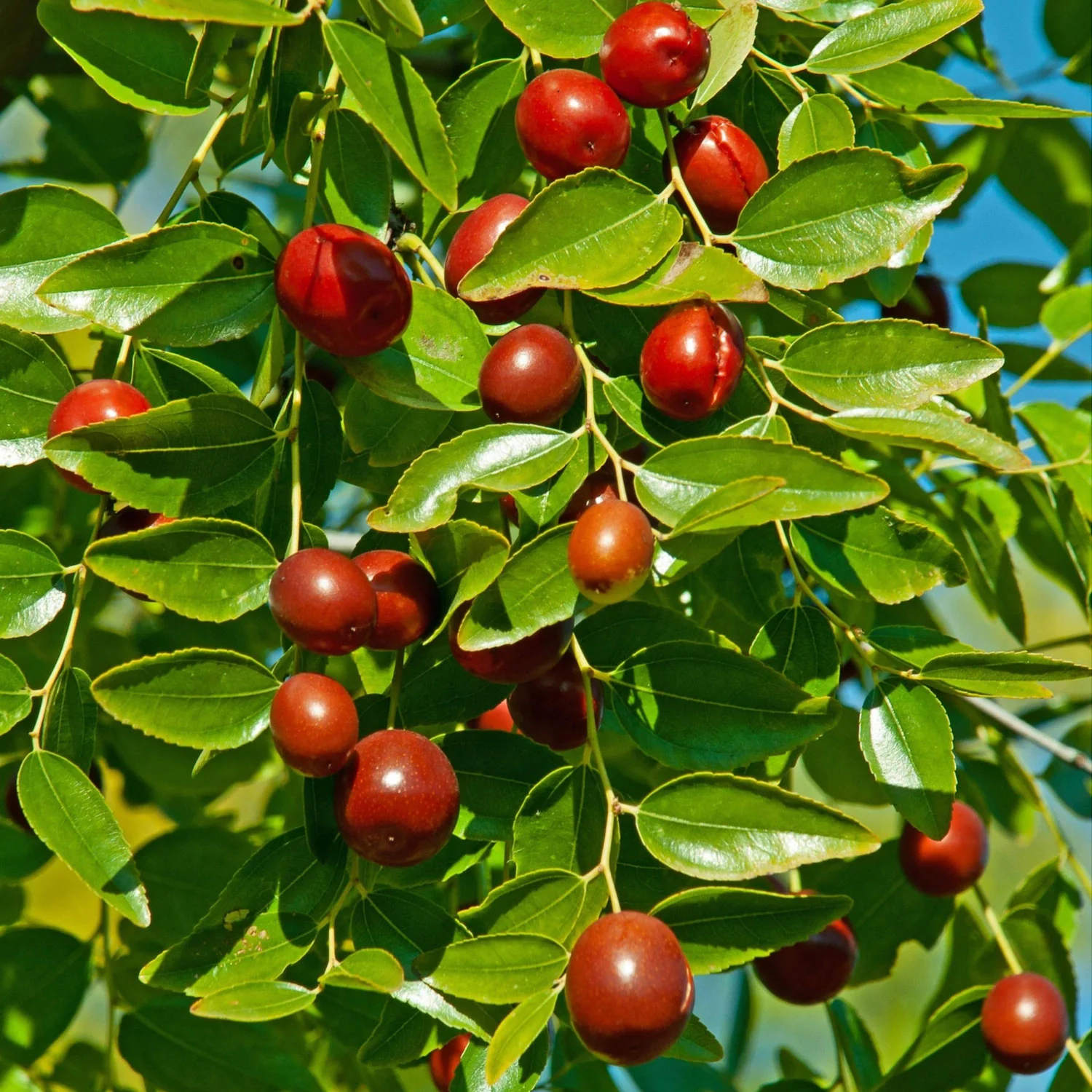 Li Jujube Plant - Image 2