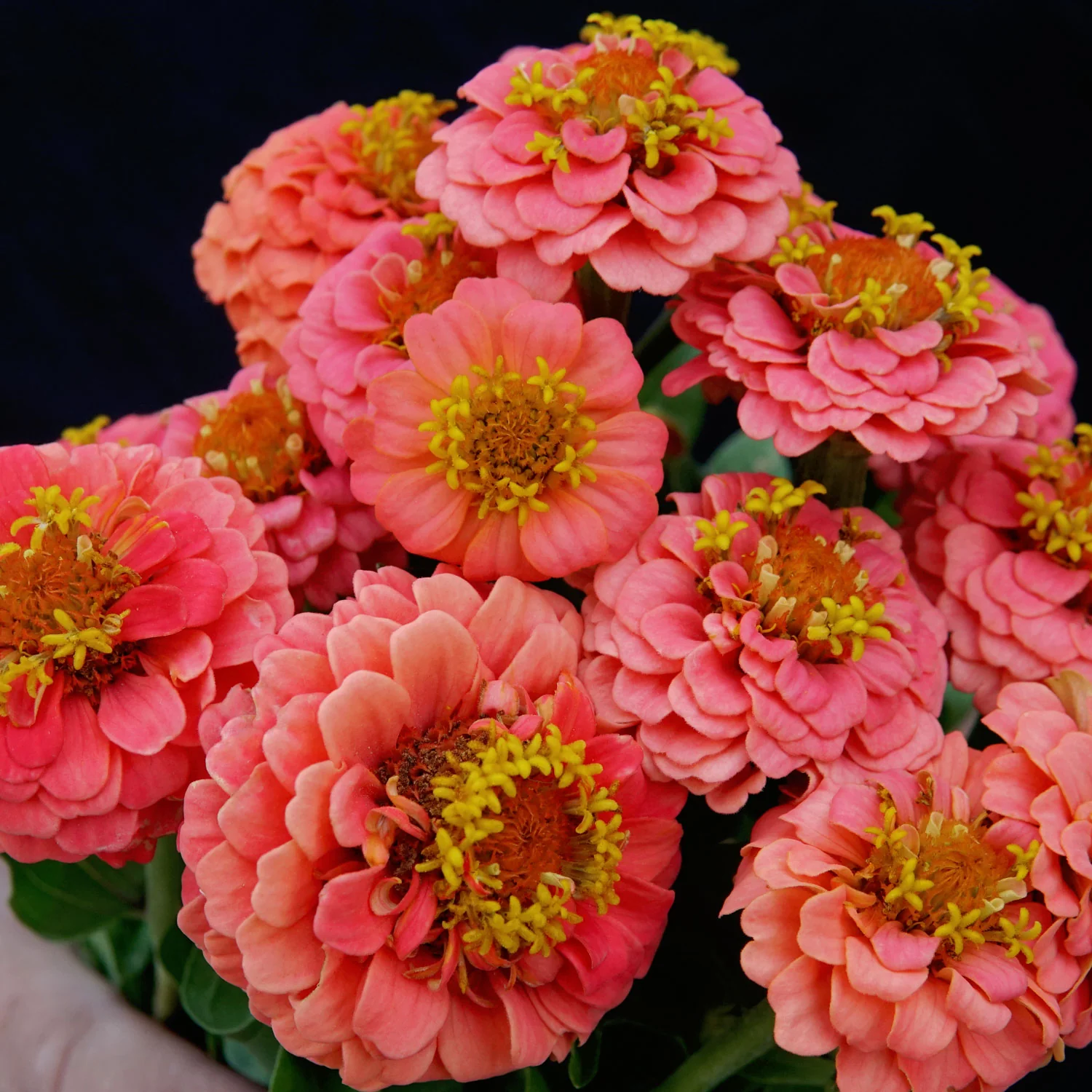 Lilliput Salmon Gem Zinnia - Image 3