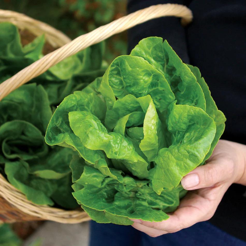 Little Gem Lettuce