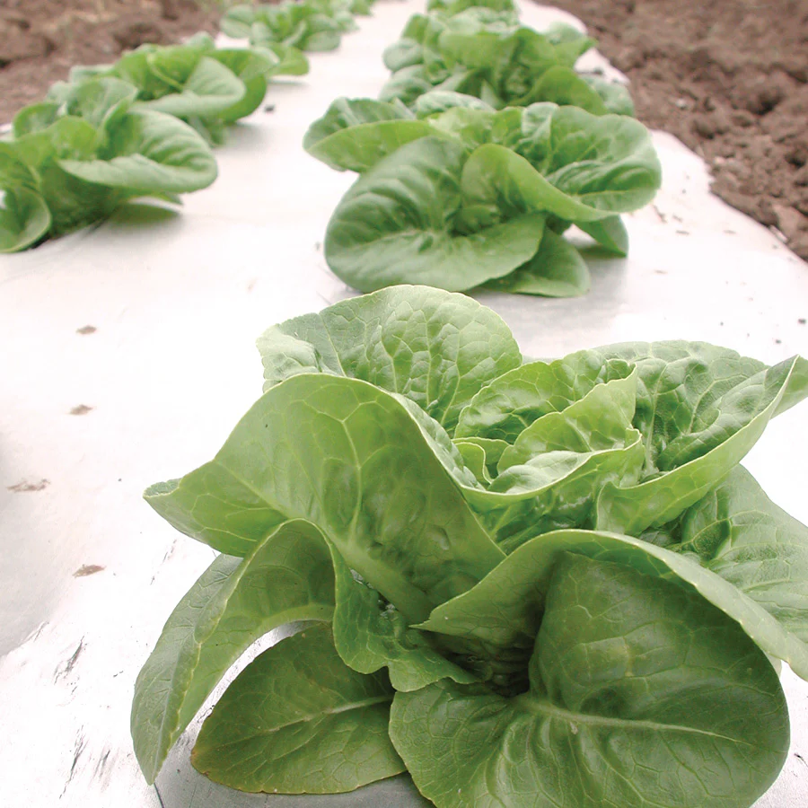 Little Gem Lettuce - Image 2