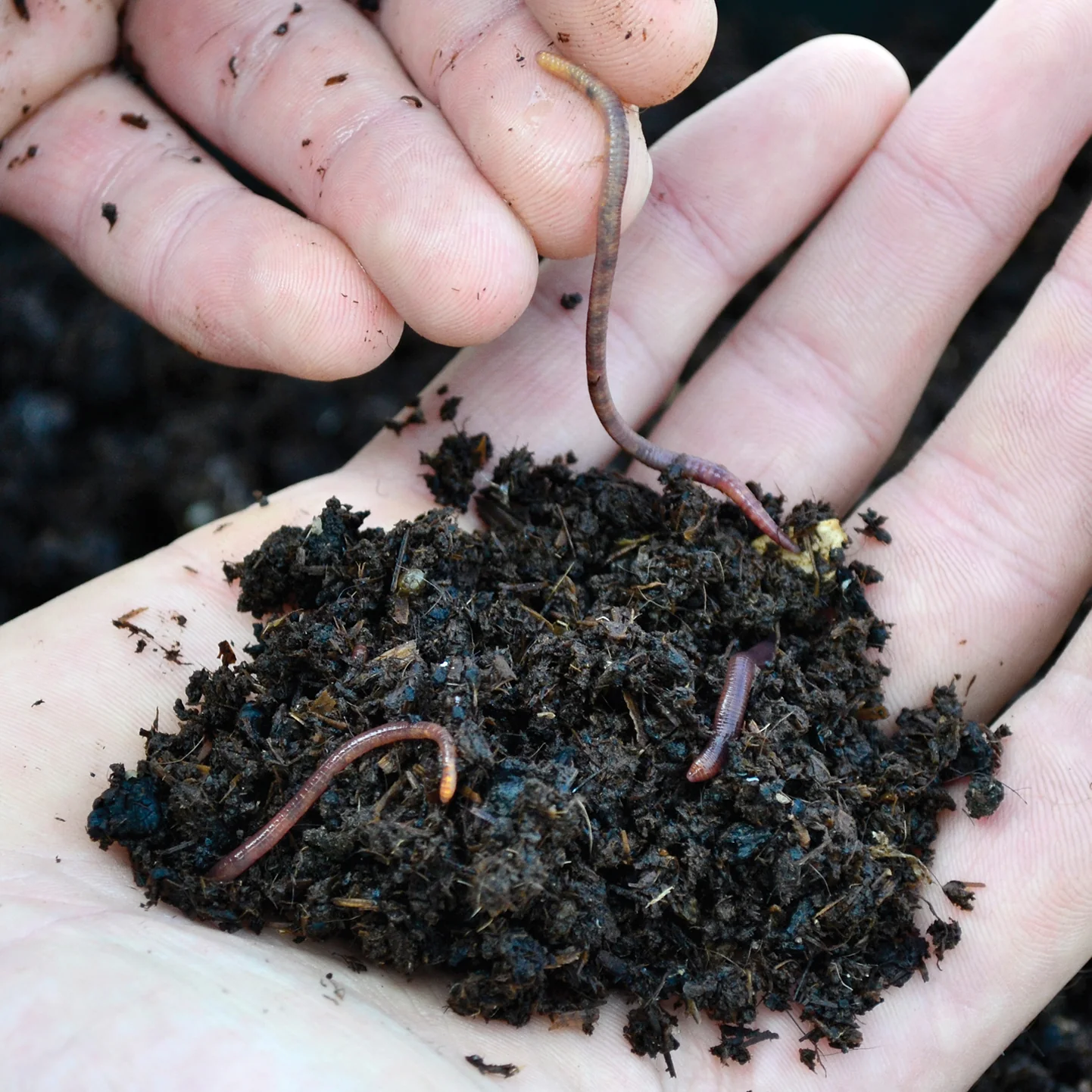 Live Red Worms