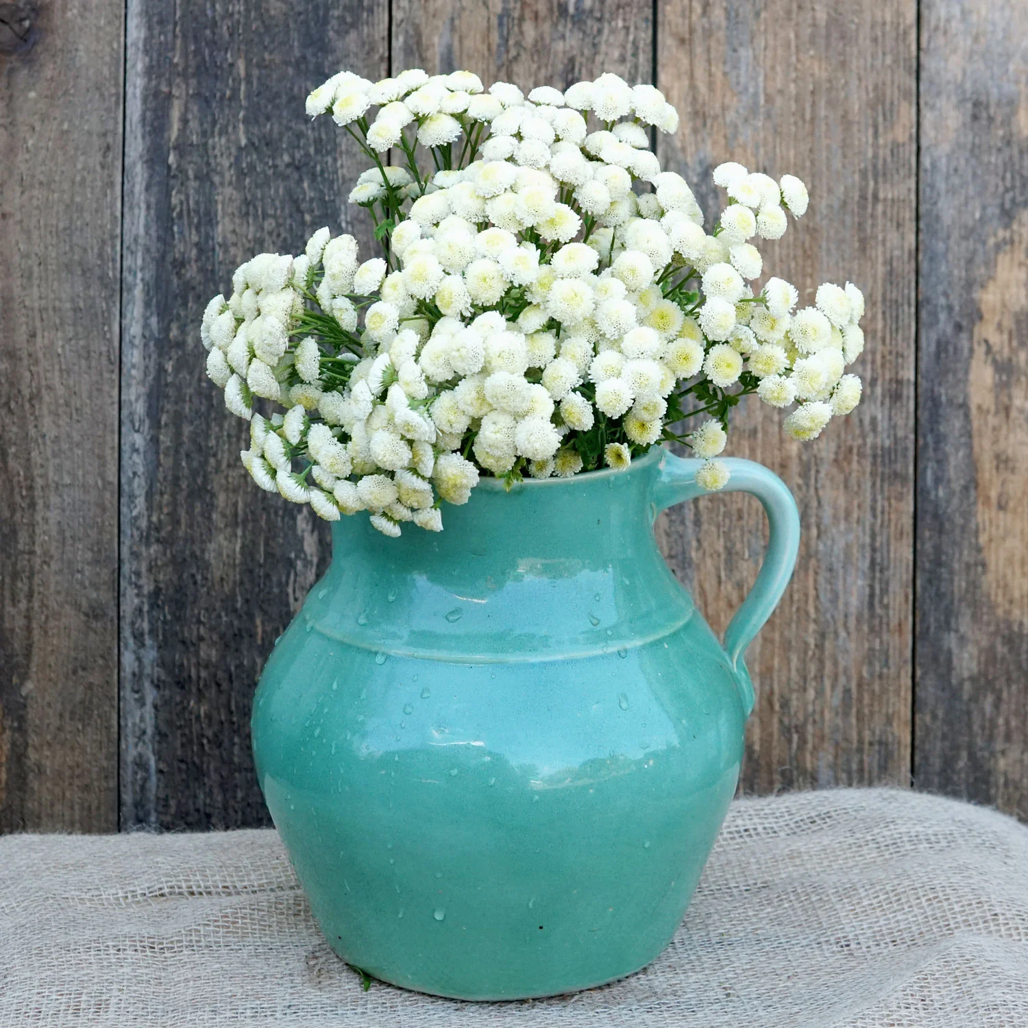 Magic Lime Green Feverfew - Image 2