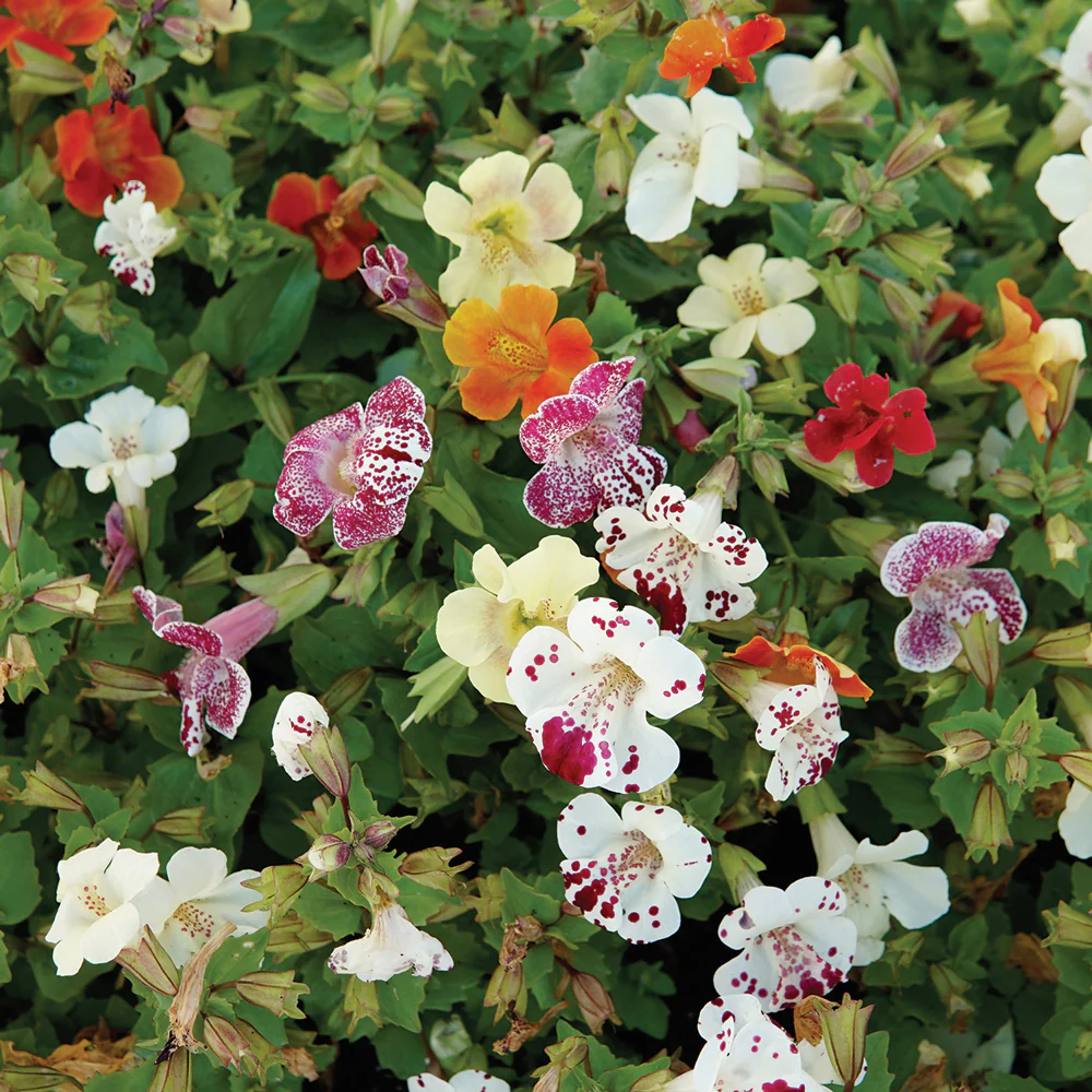 Magic Spring Blossom Mix Mimulus