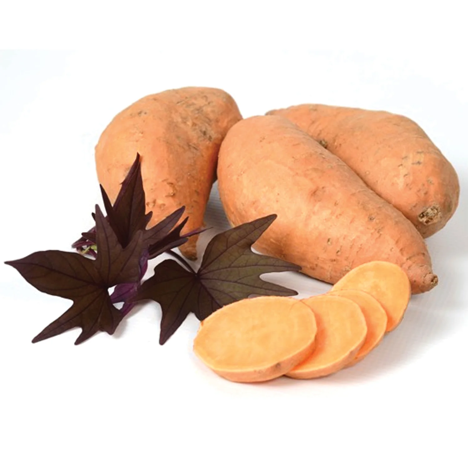 Manihi Treasure Island Sweet Potato Plant