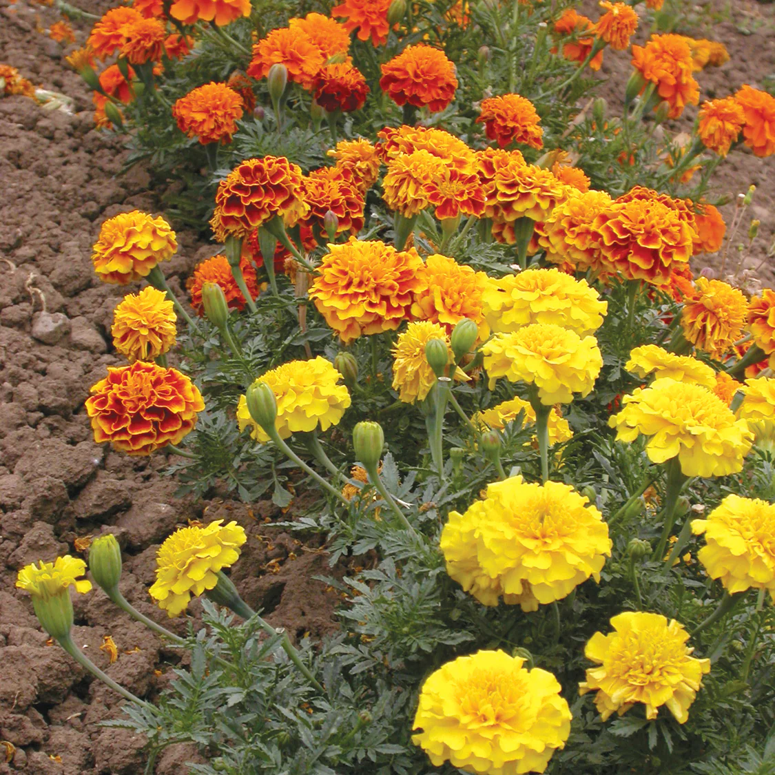 Bonanza Mix Marigold - Image 2
