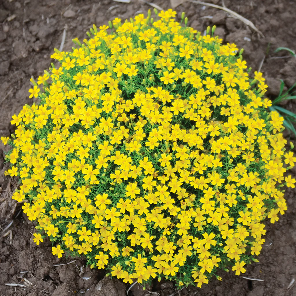Lemon Gem Marigold - Image 2