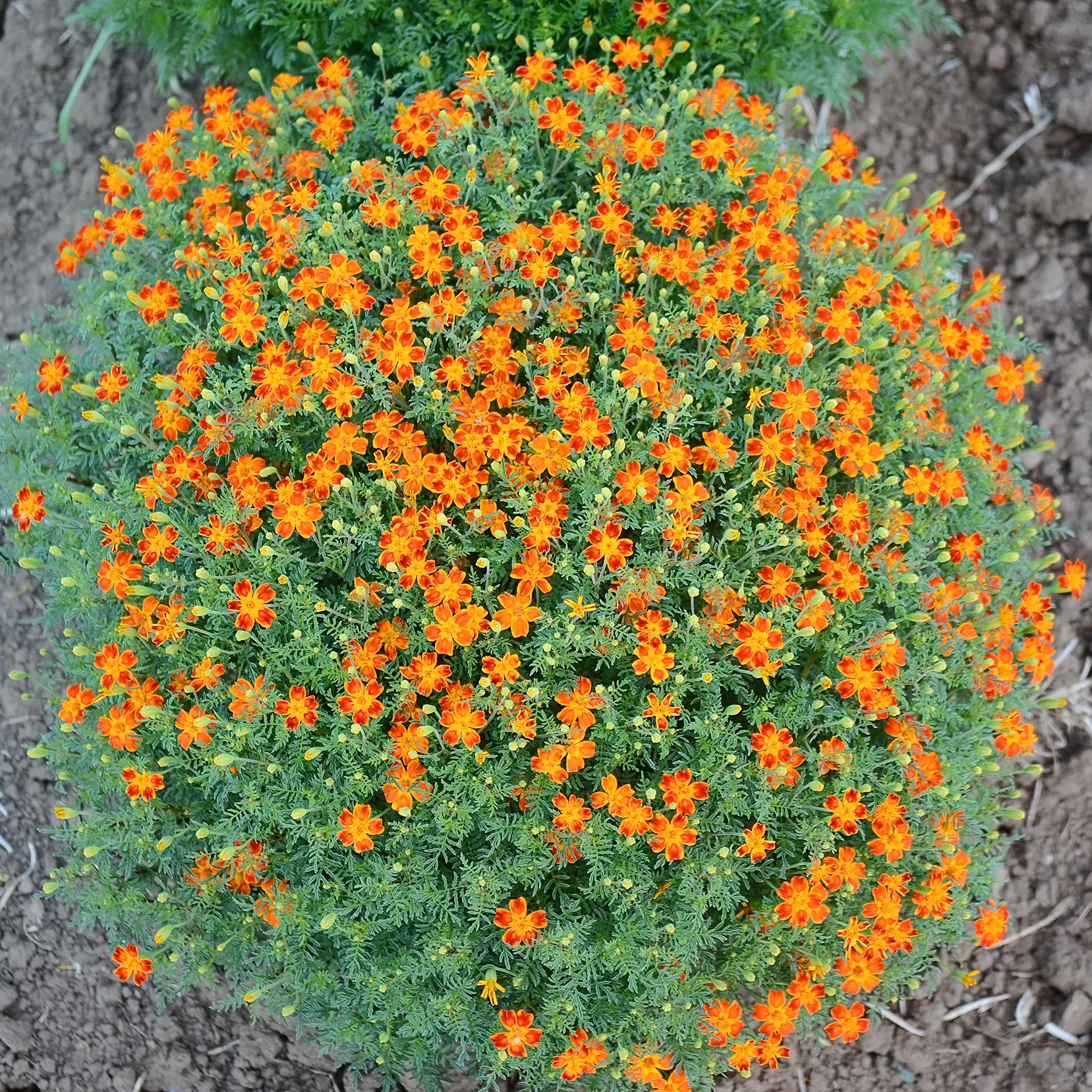 Red Gem Marigold - Image 2