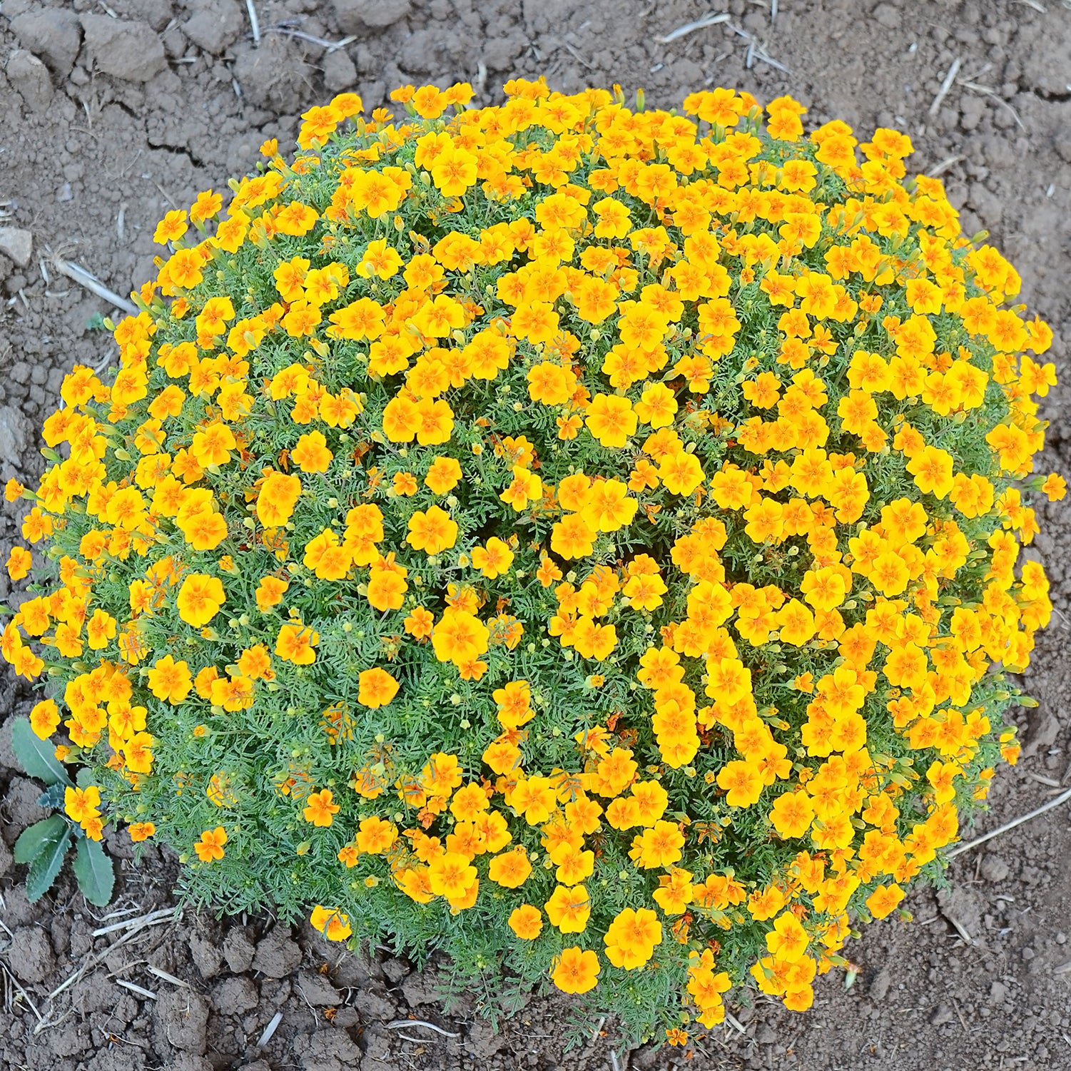 Tangerine Gem Marigold - Image 2