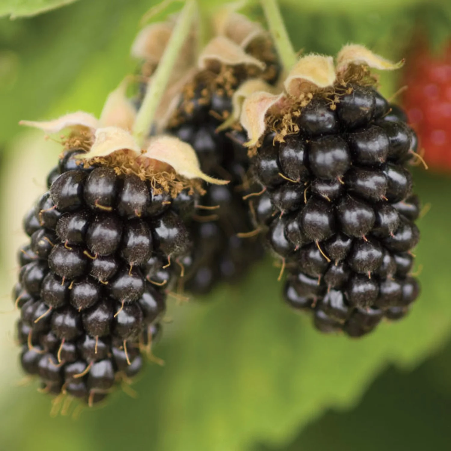 Marionberry Blackberry Plant