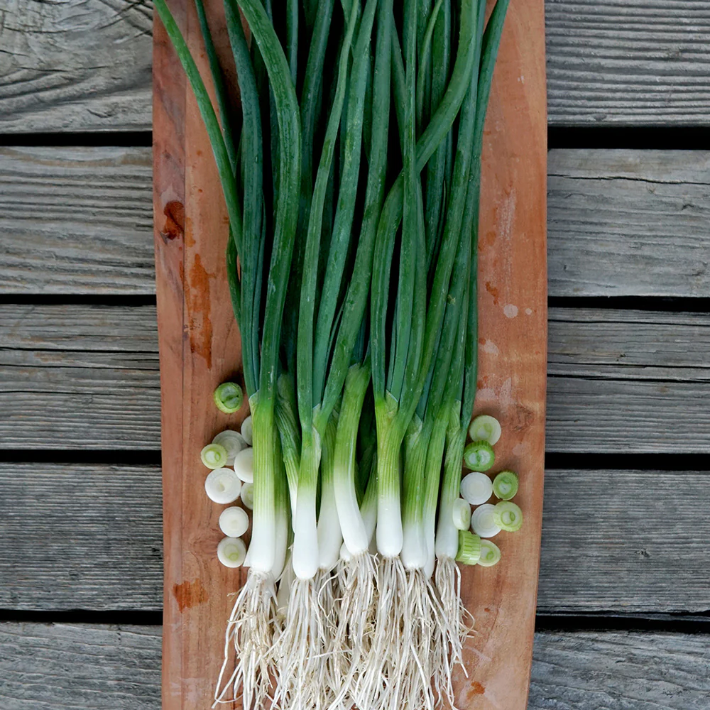 Marksman Onion