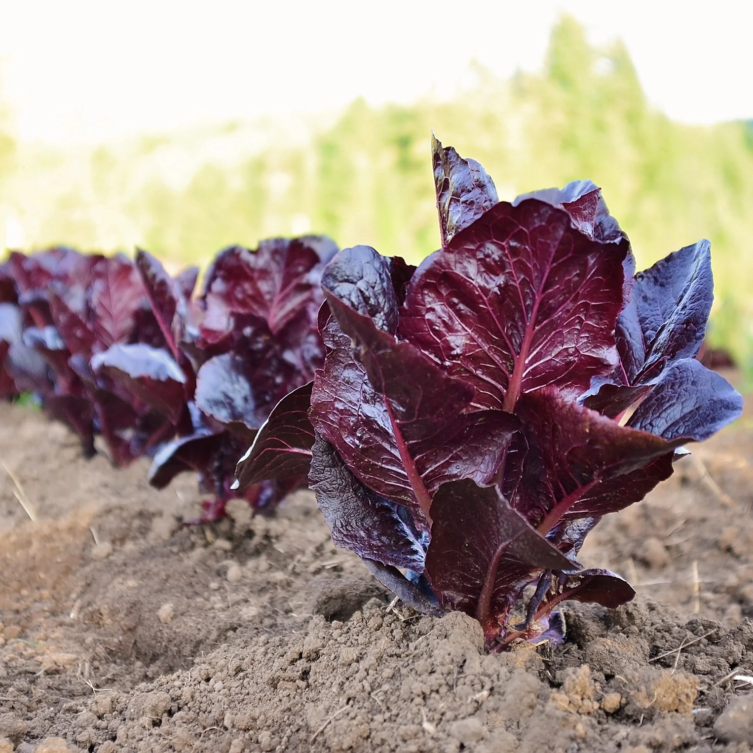 Marshall Lettuce
