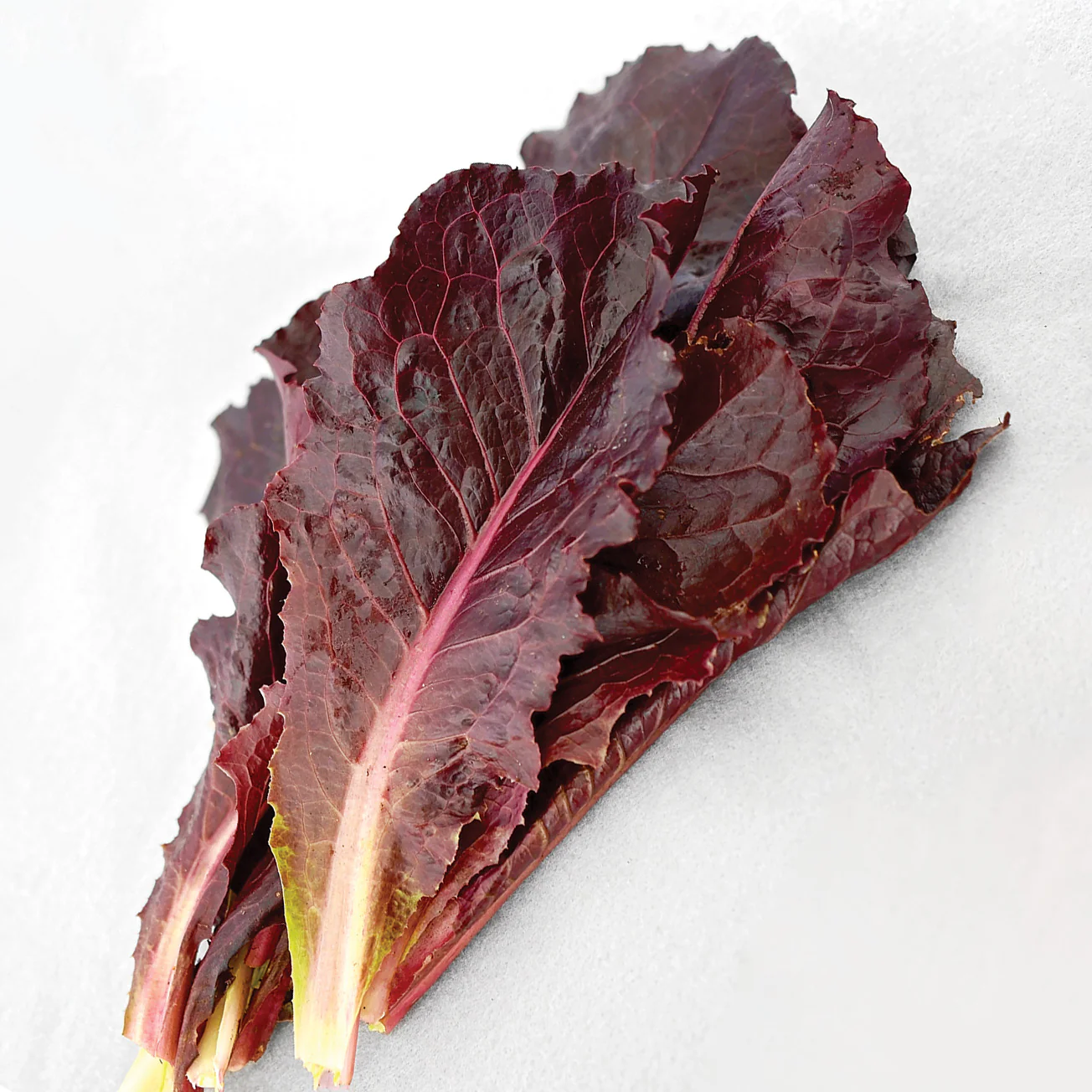 Marshall Lettuce - Image 2