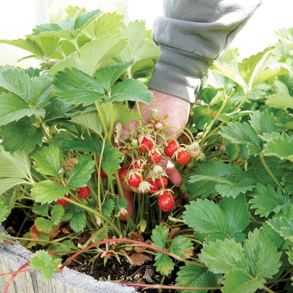 Marshall Strawberry Plant - Image 2