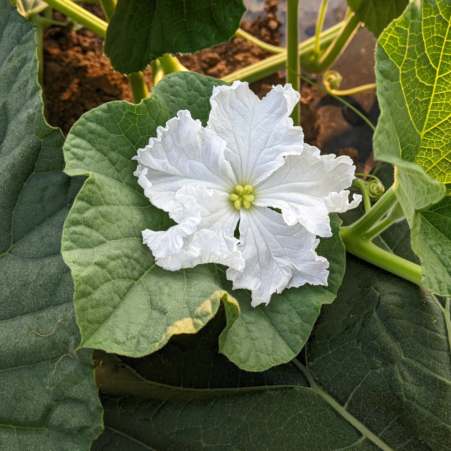 Martinhouse Gourd - Image 2
