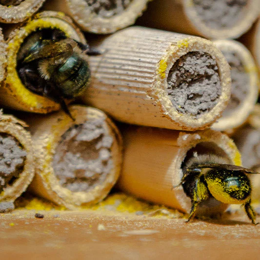 Mason Bee Mud Mix