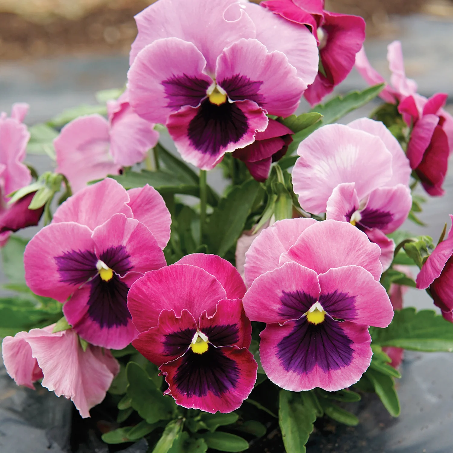 Matrix® Rose Blotch Pansy