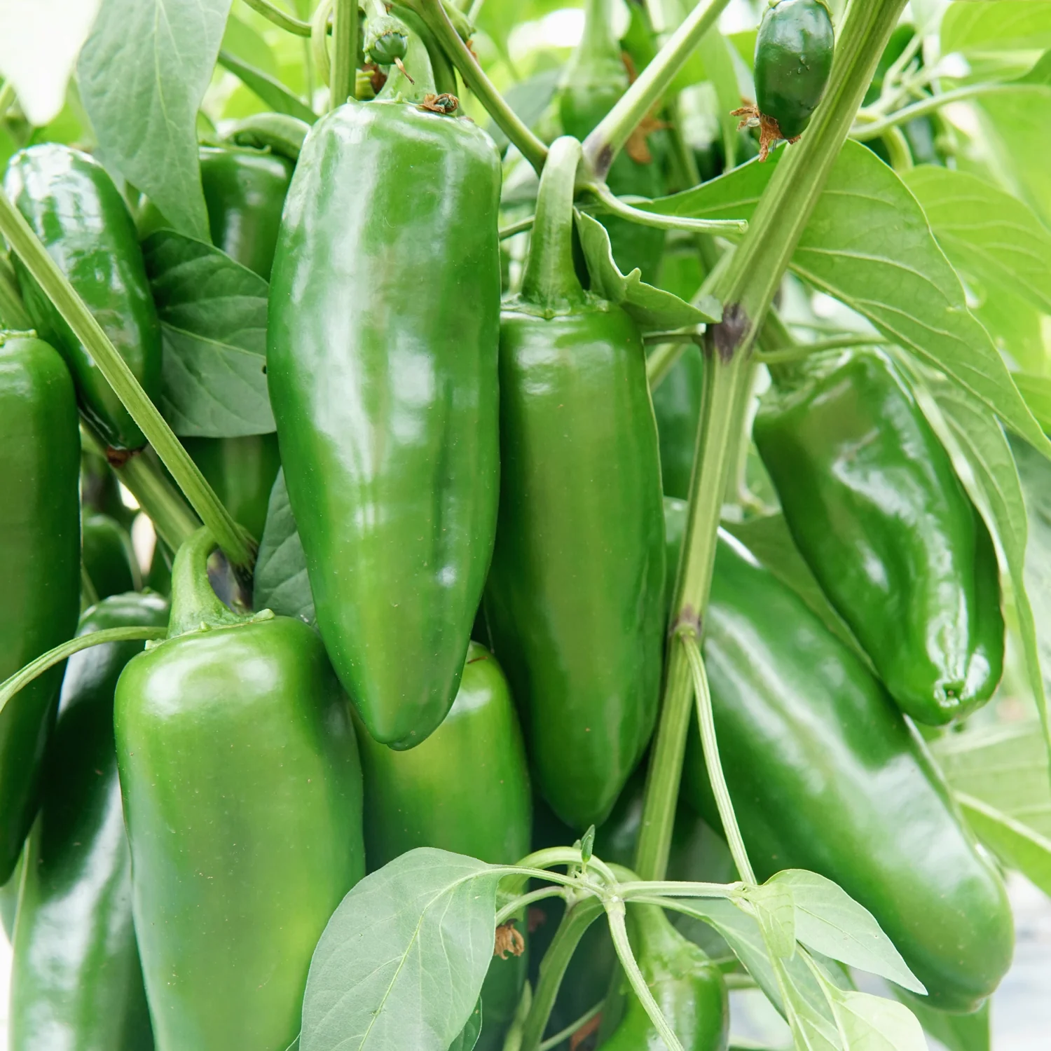 Megatron Pepper - Image 3
