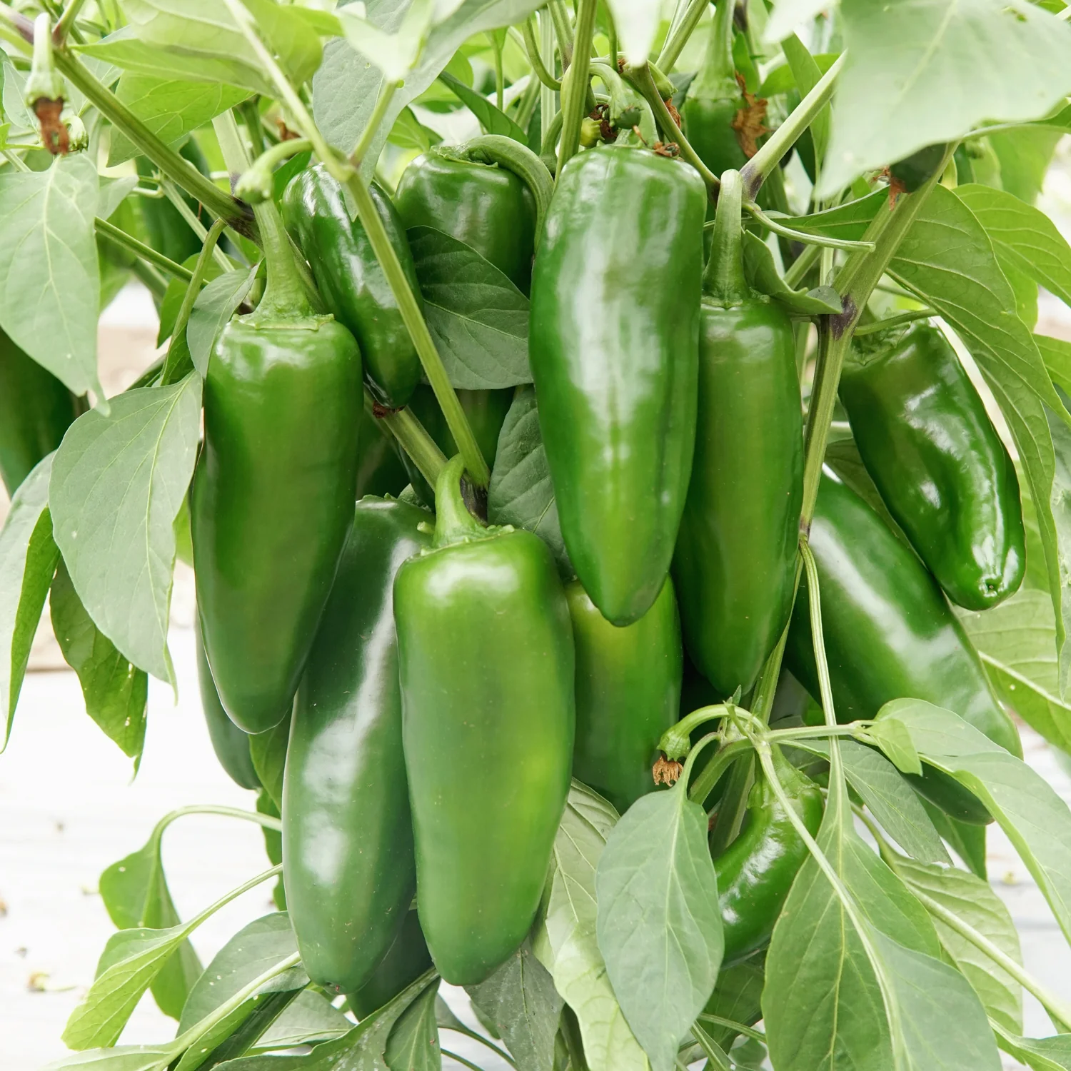 Megatron Pepper - Image 4