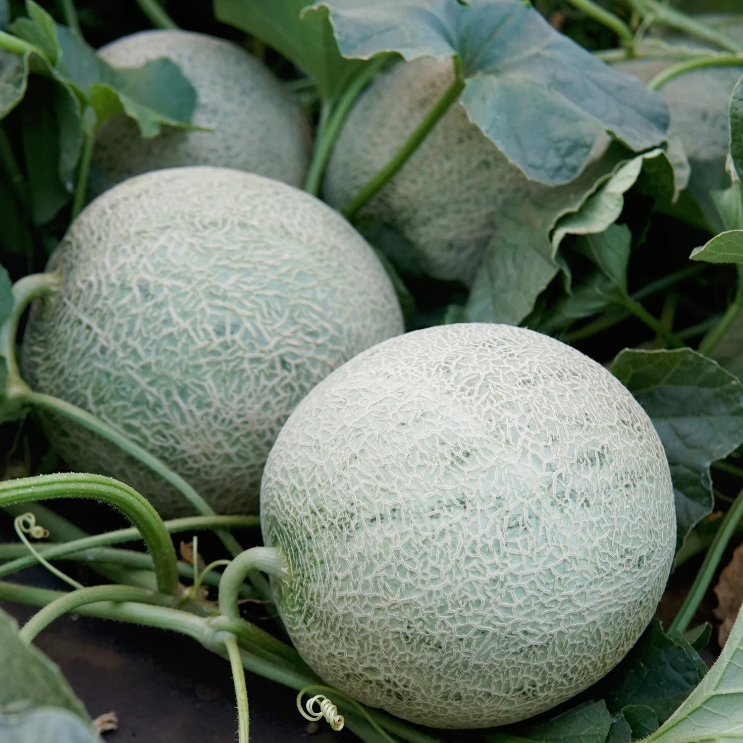 Divergent Cantaloupe - Image 2