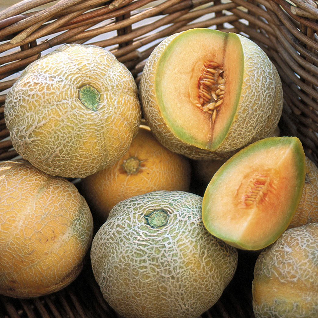 Minnesota Midget Cantaloupe - Image 2