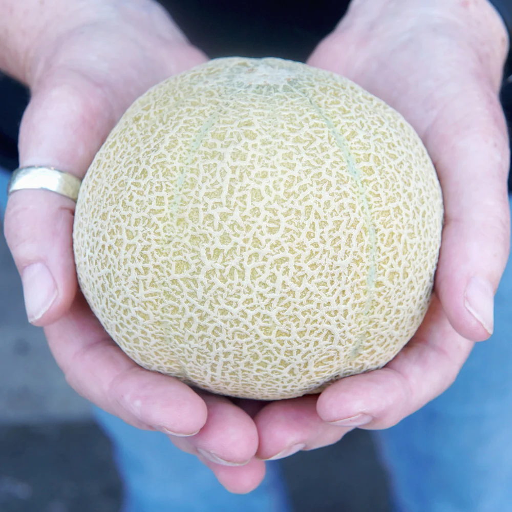 Minnesota Midget Cantaloupe - Image 3