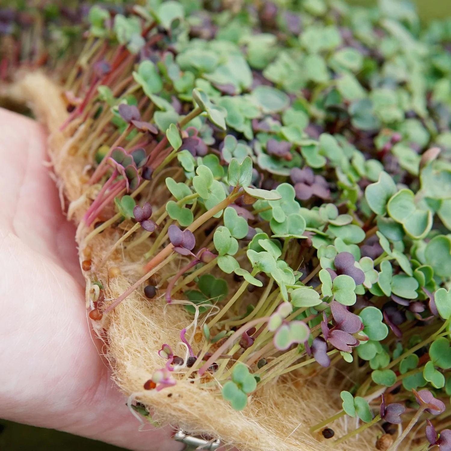 MIghty Microgreens Growing Kit - Image 3