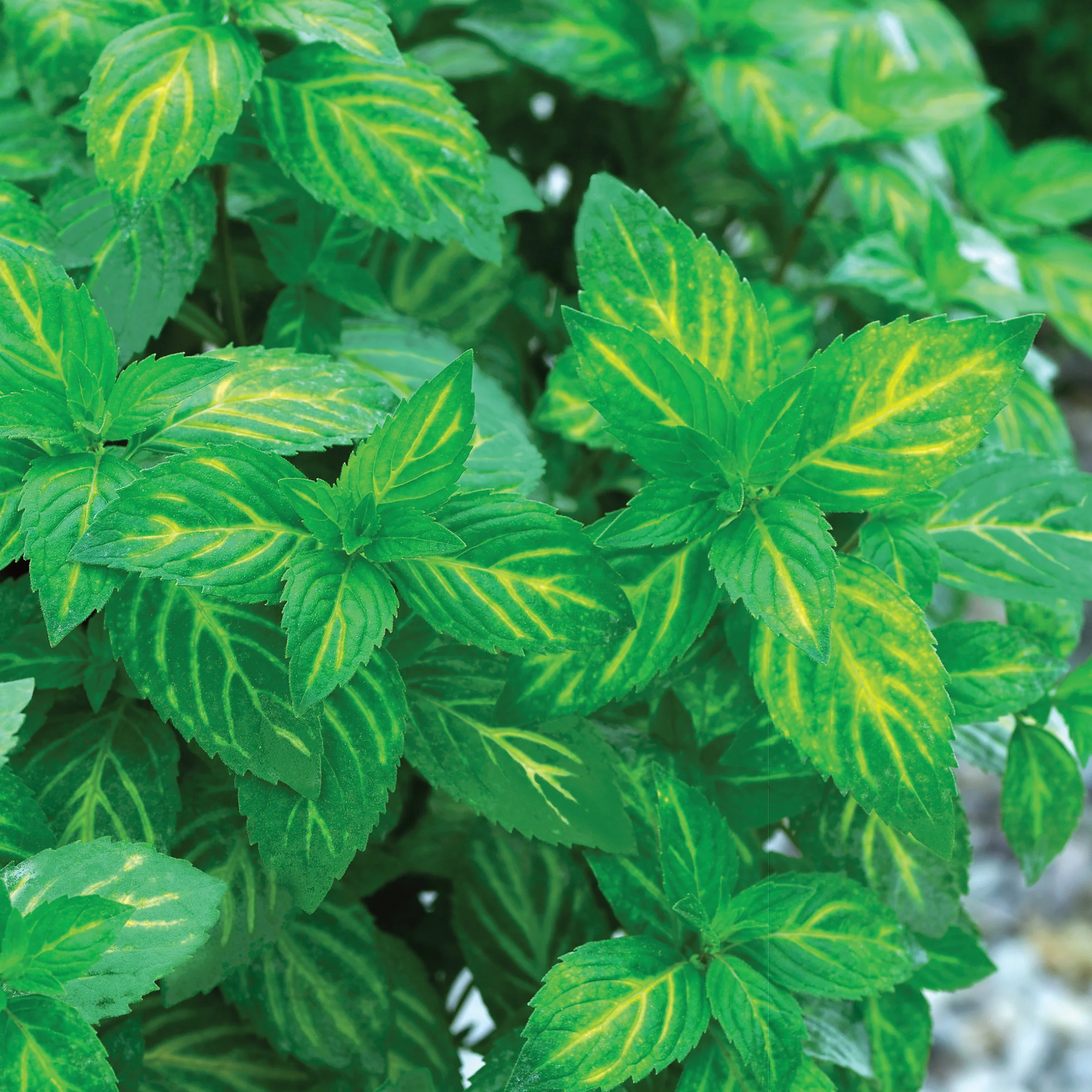 Ginger Mint