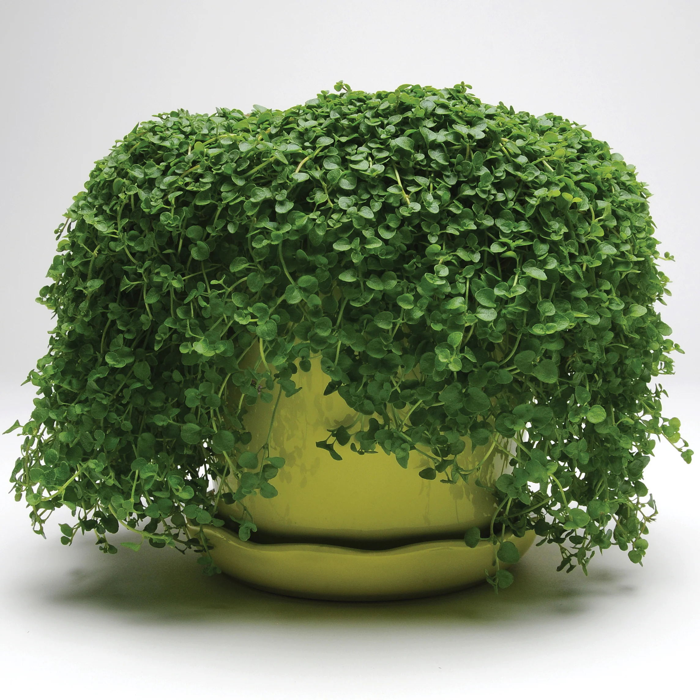 Mini Mint