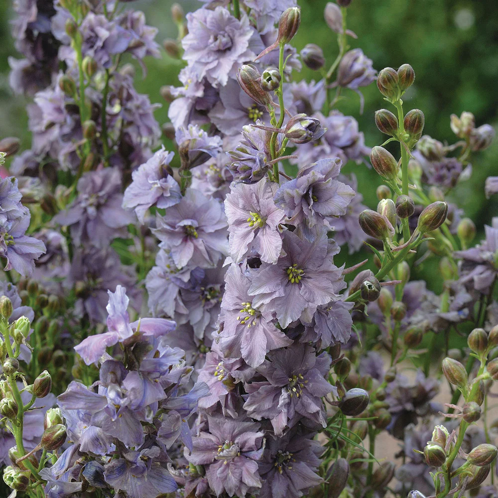 Misty Lavender Larkspur