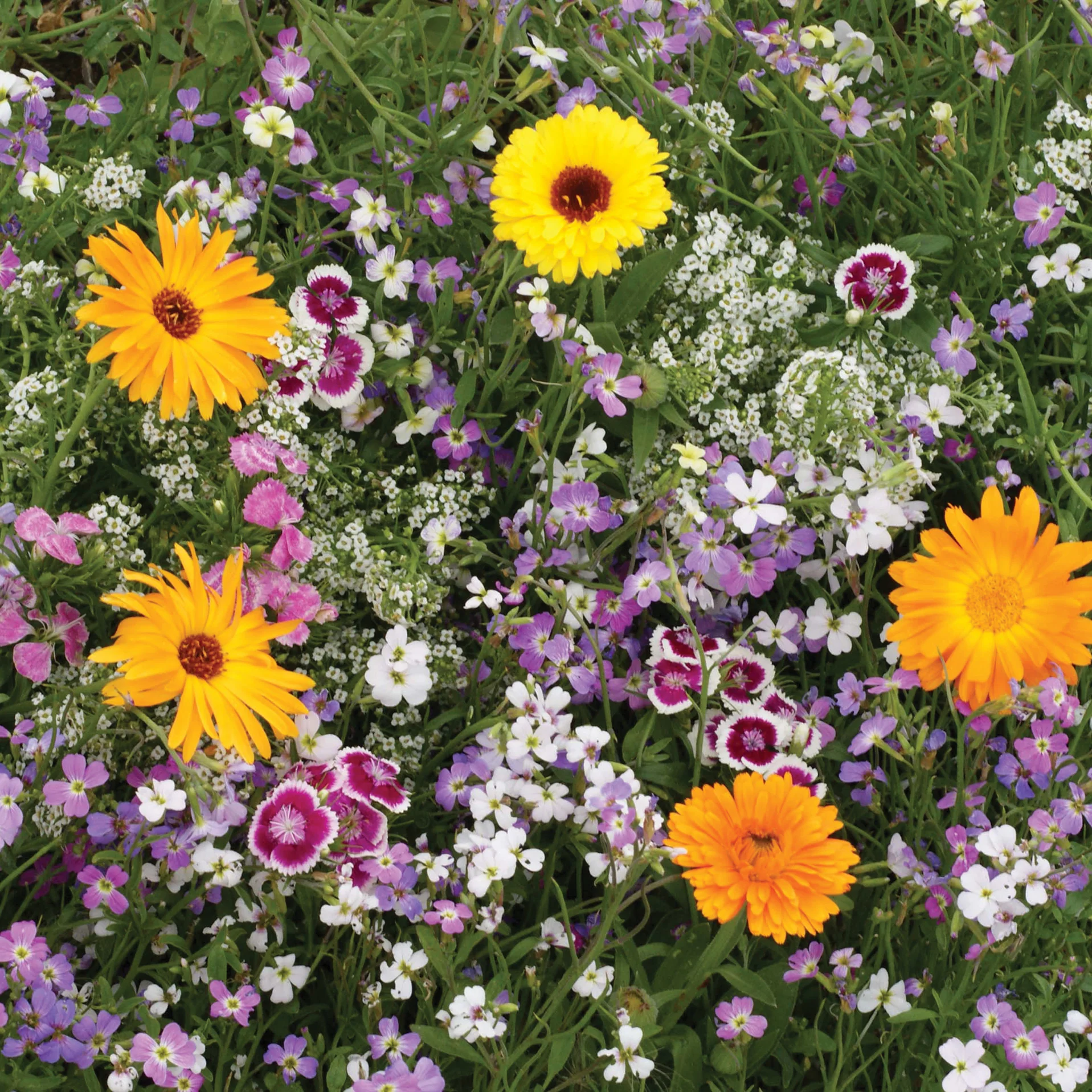 Fragrant Mix