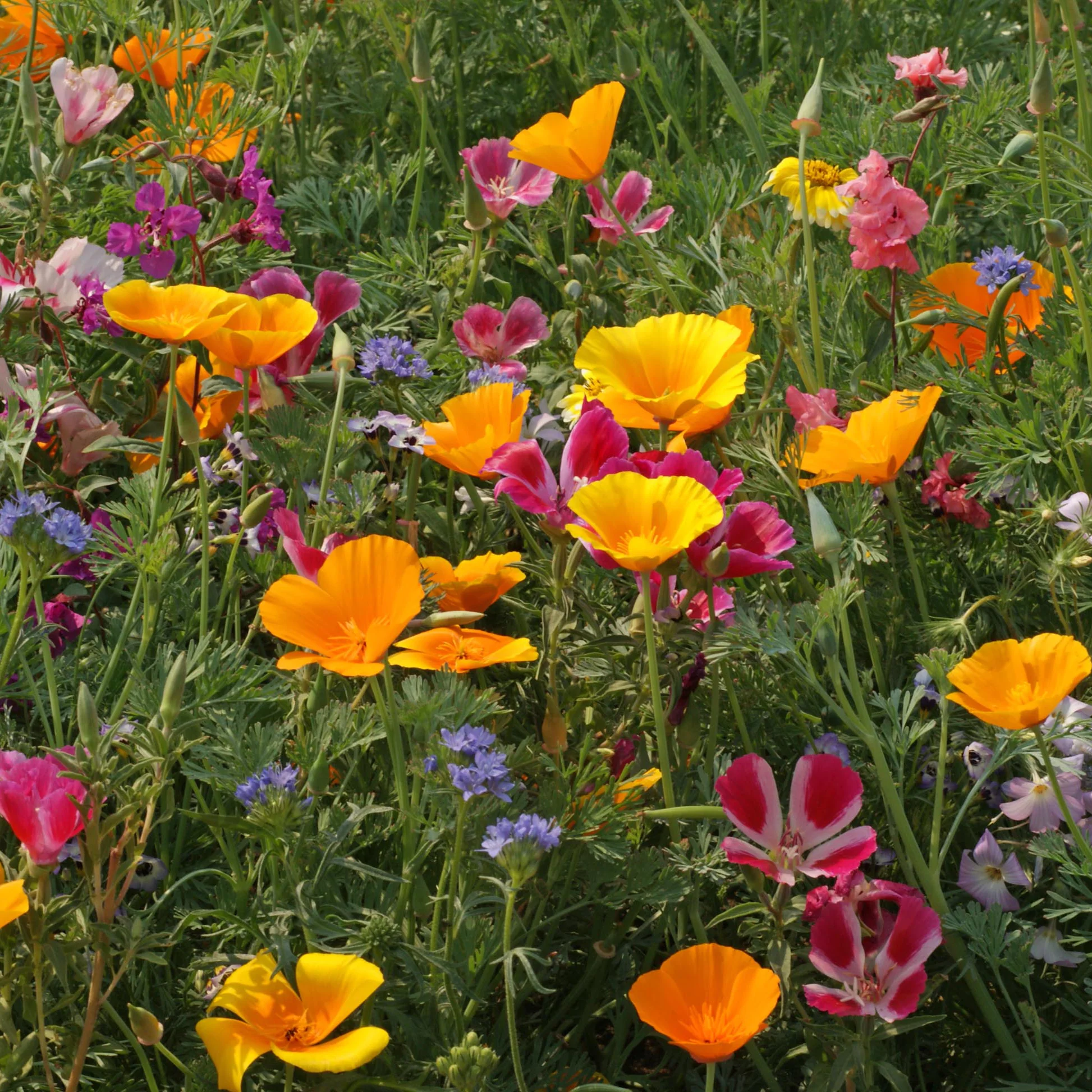 PNW Native Wildflower Mix