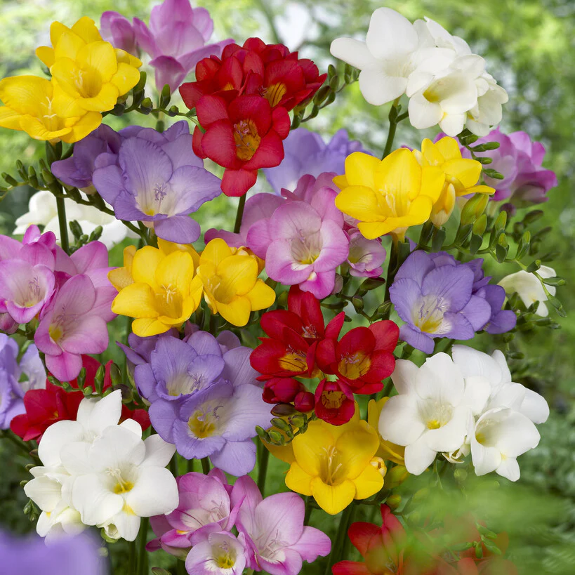 Mixed Single Freesia - Image 2