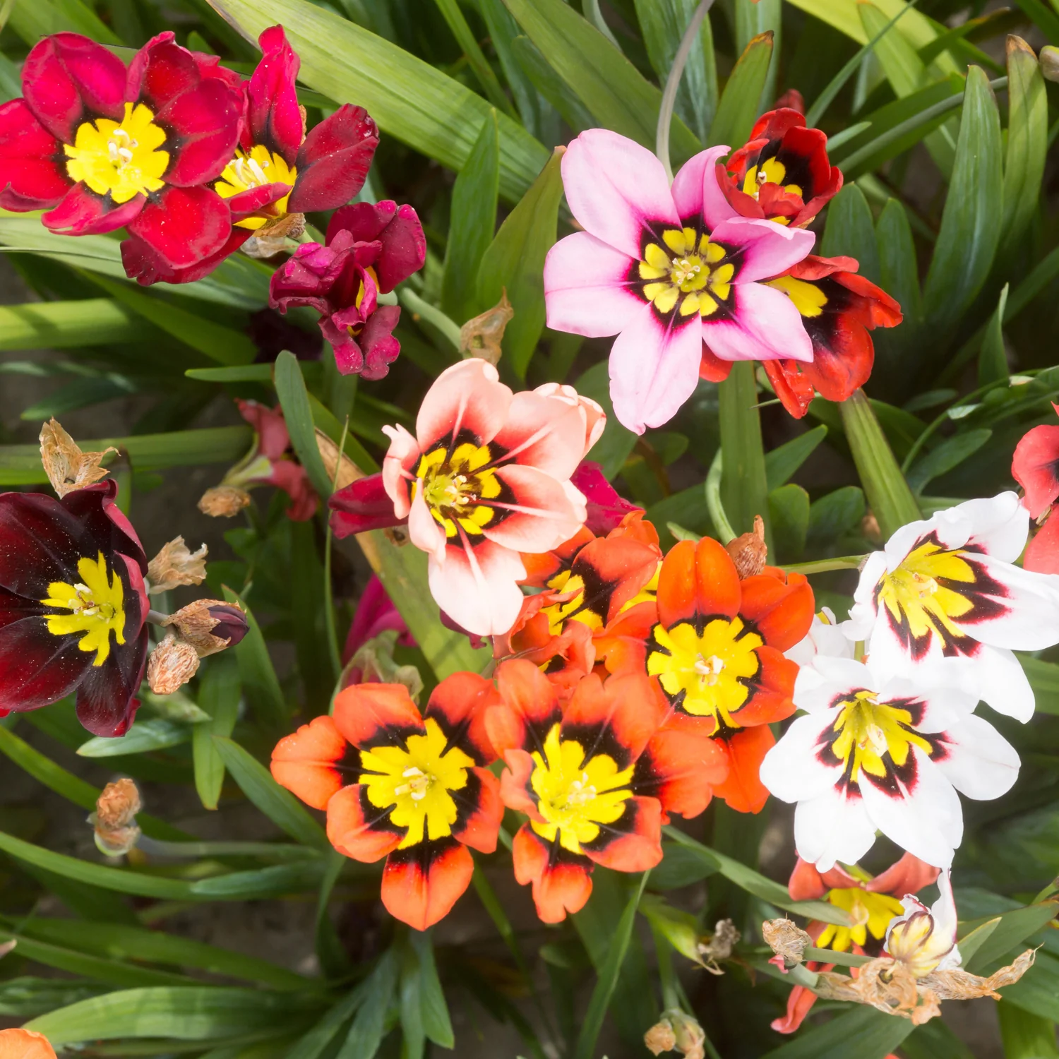 Mixed Tricolor Sparaxis