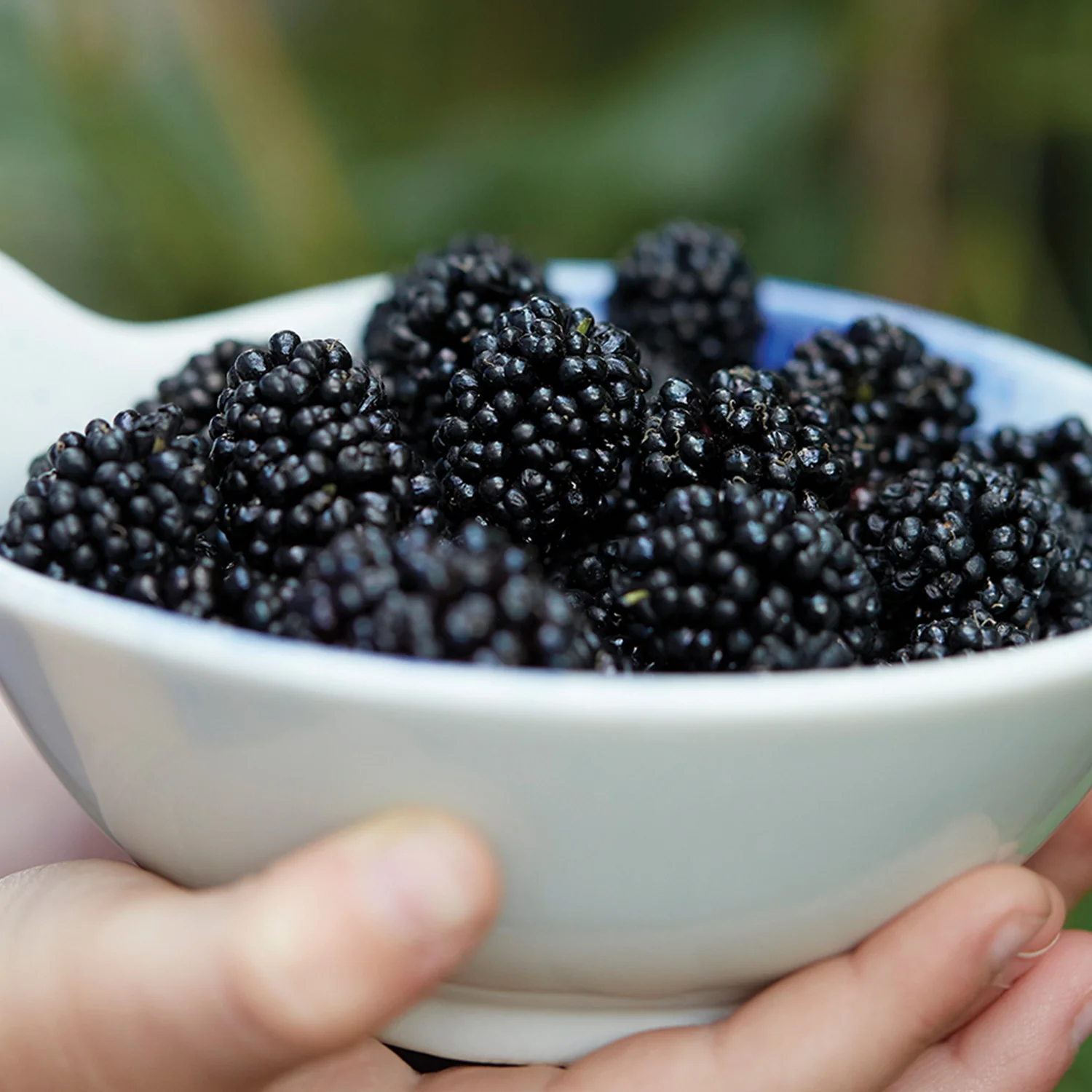 Mojo Mullberry Plant