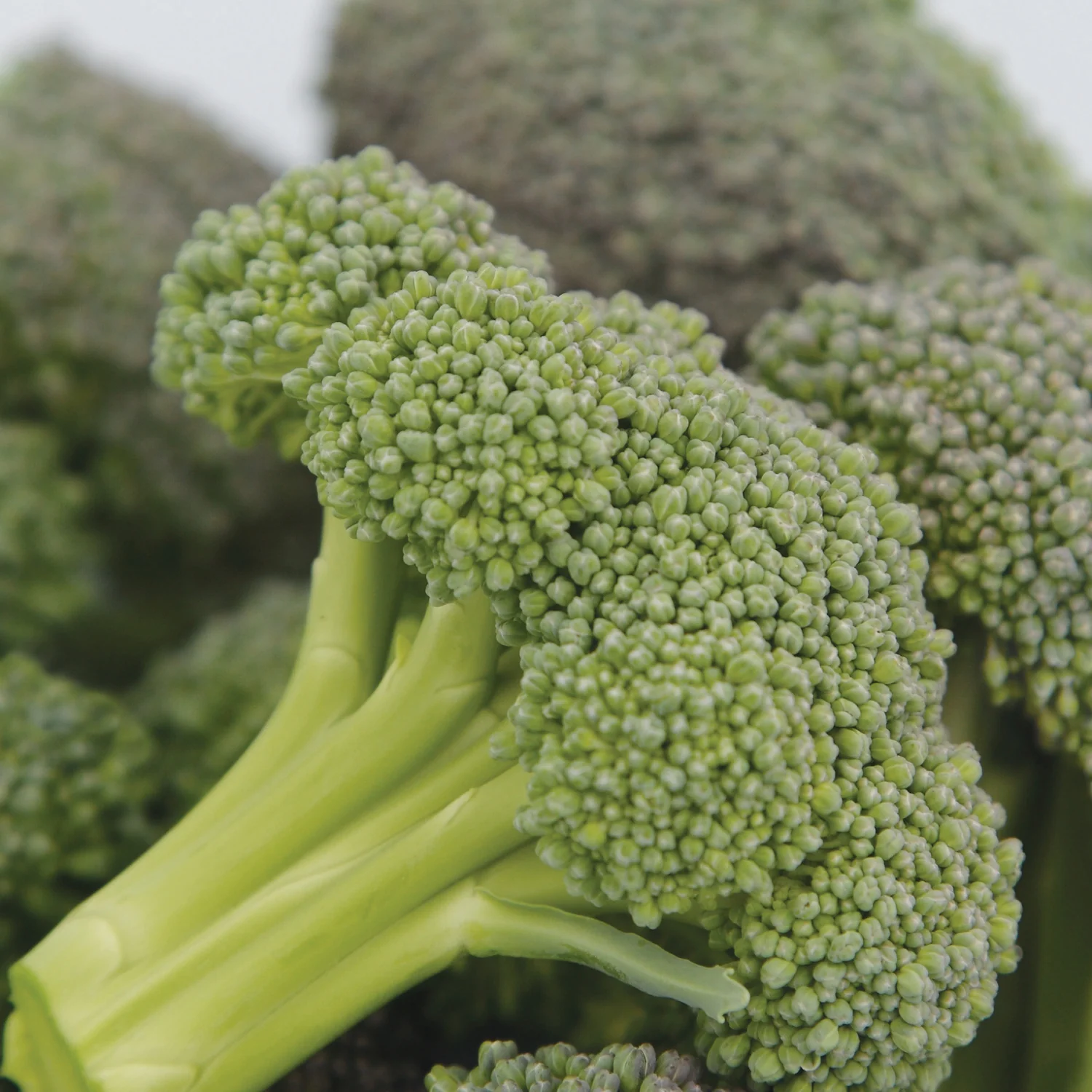 Monflor Broccoli - Image 2