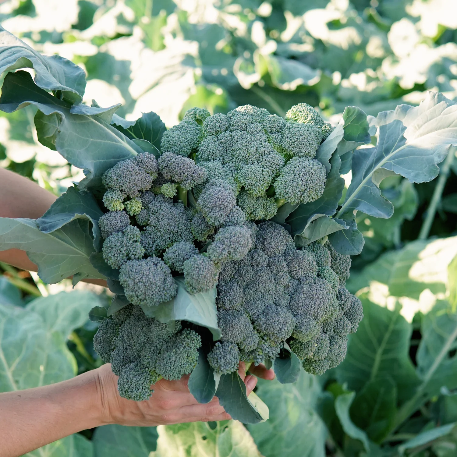 Monflor Broccoli - Image 3