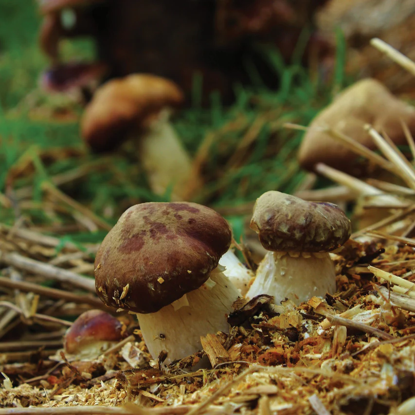 Wine Cap Mushroom Kit