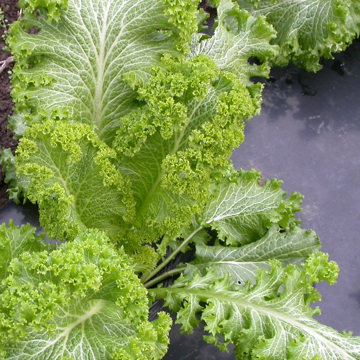 Green Wave Mustard - Image 2