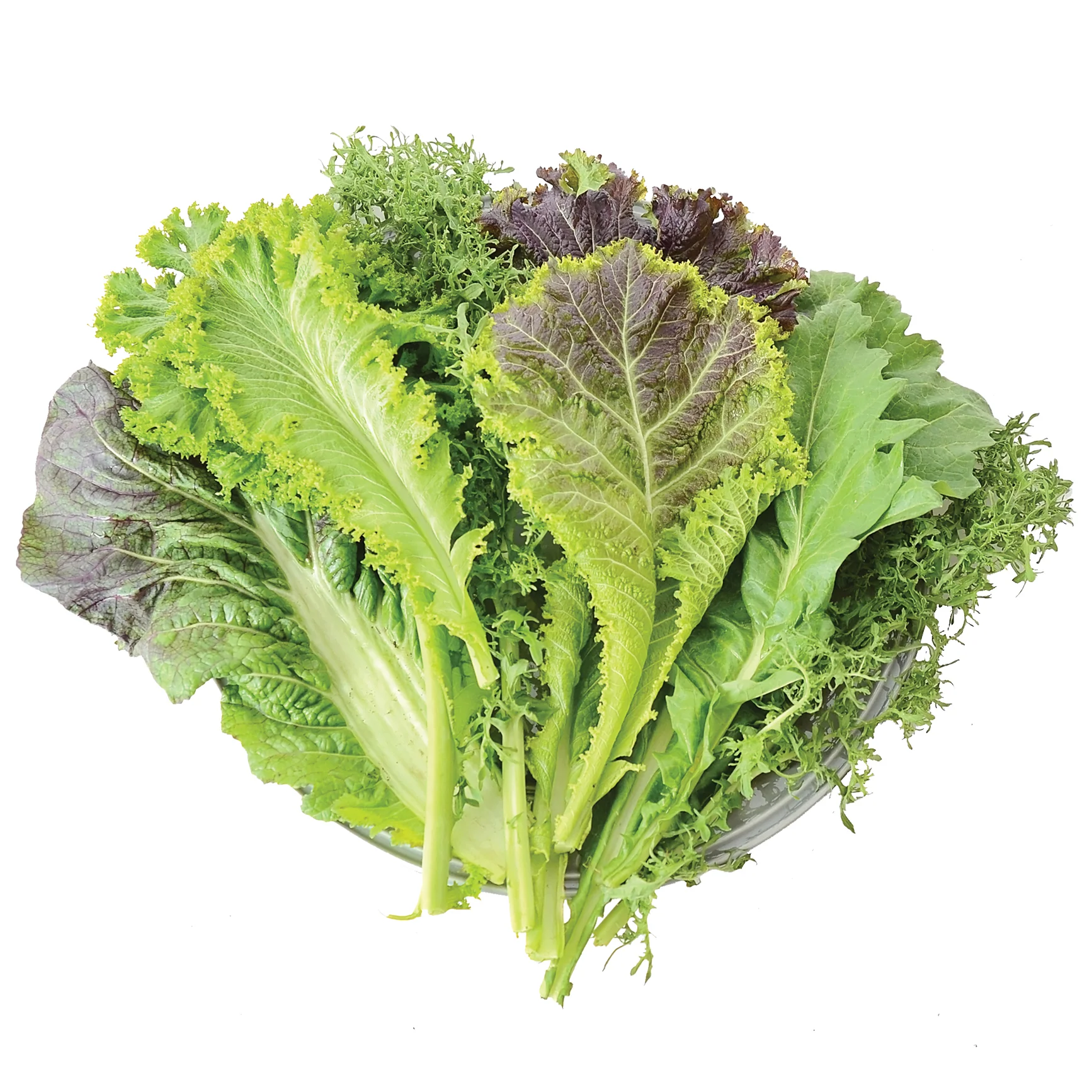 Wild Garden Mustards - Image 2