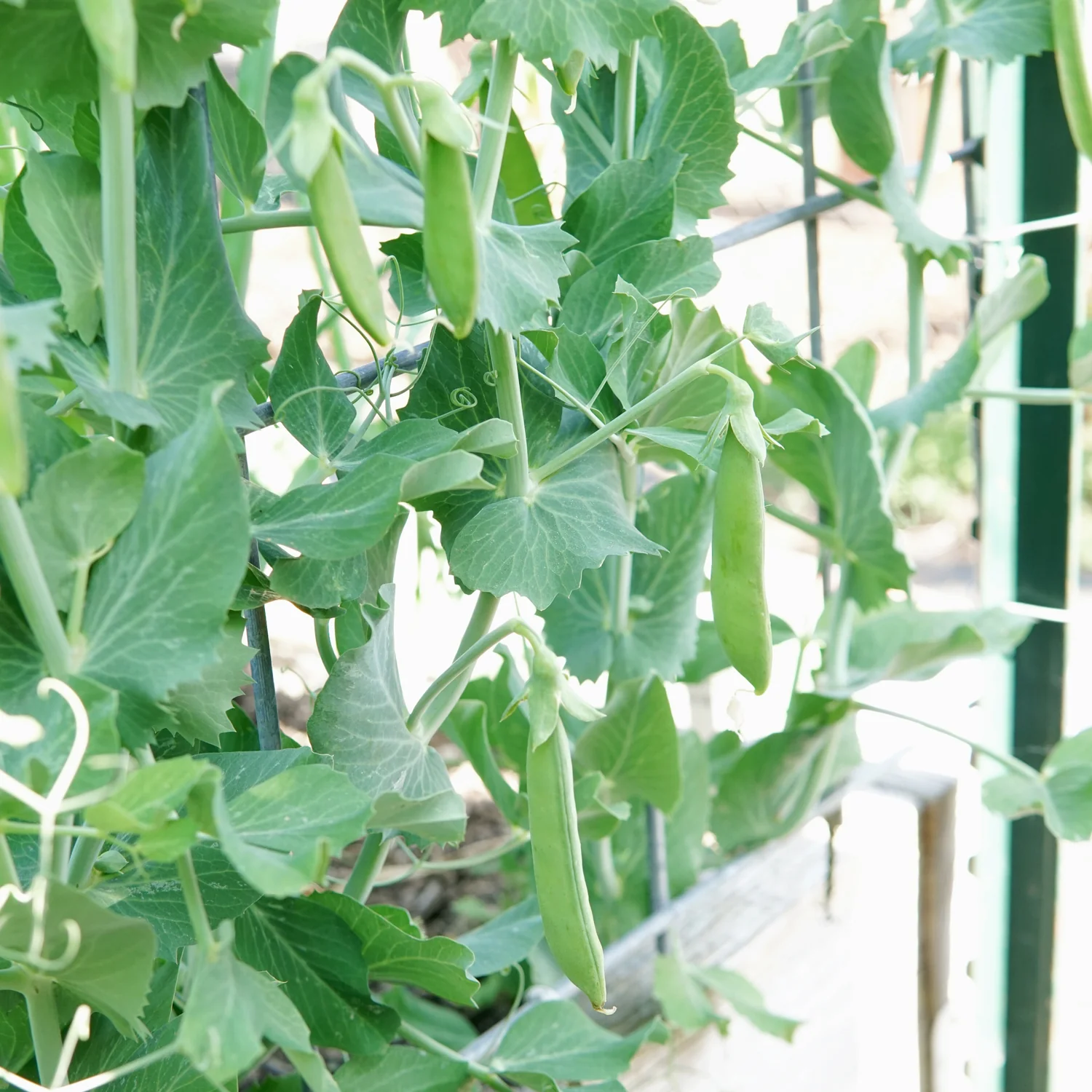 Nairobi Pea - Image 2