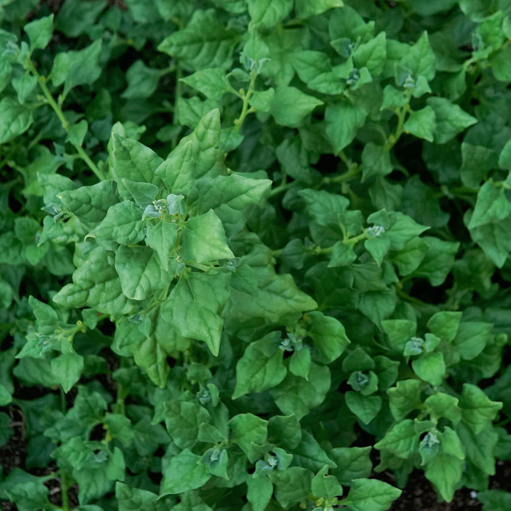 New Zealand Spinach - Image 2